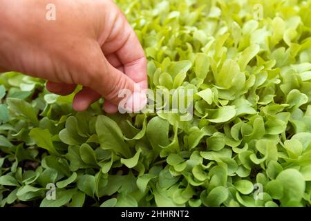 Jardinier cueillant à la main des herbes de salade de maïs maison dans le jardin biologique, gros plan avec une attention sélective Banque D'Images