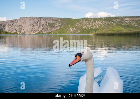 Mute Swan (Cygnus olor), adulte dans le parc national de Krka, Croatie. Banque D'Images