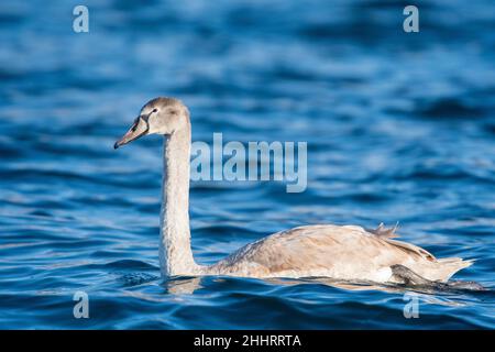 Muet cygne (Cygnus olor), jeune. Banque D'Images