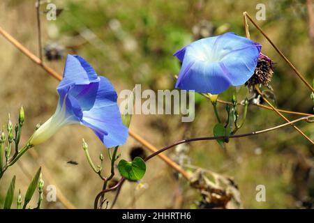 Gloire du matin mexicain ou gloire du matin, Himmelblaue Prunkwande, Kaiserwande, Ipomoea tricolor, kék hajnalka,Mexique, Amérique du Nord Banque D'Images