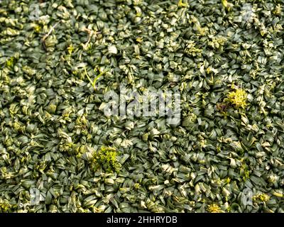 Les graminées, les mousses et les petites plantes commencent à croître dans l'astrèf artificiel utilisé dans un terrain de jeu. Banque D'Images