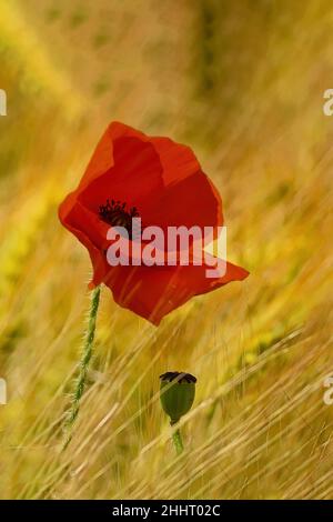 Champ de coquelicots en fleur Banque D'Images