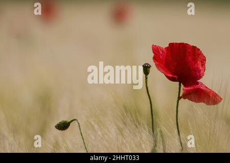 Champ de coquelicots en fleur Banque D'Images