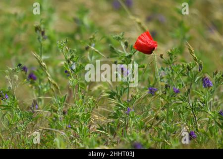 Champ de coquelicots en fleur Banque D'Images