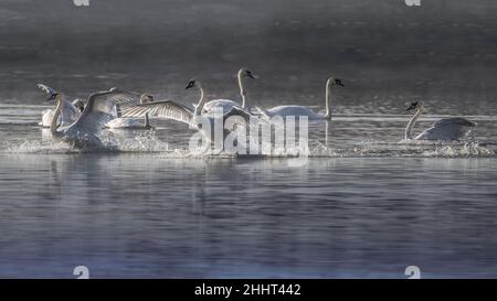 oiseaux , cheval Henson, bovins des Highlands, Saint Firmin les Crotoy, Aigrette garzette, Grande aigrette, Spatule, Cygne Banque D'Images