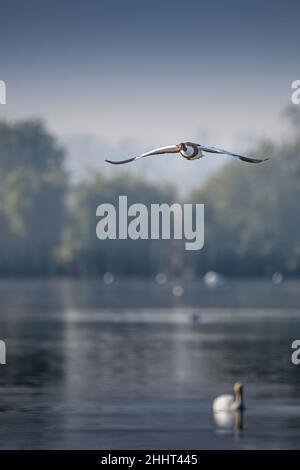 oiseaux , cheval Henson, bovins des Highlands, Saint Firmin les Crotoy, Aigrette garzette, Grande aigrette, Spatule, Cygne Banque D'Images