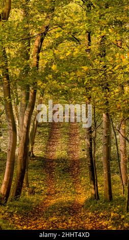 Forêt et petit bois en baie de somme Banque D'Images