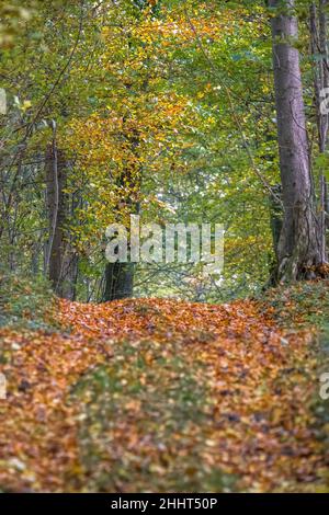 Forêt et petit bois en baie de somme Banque D'Images