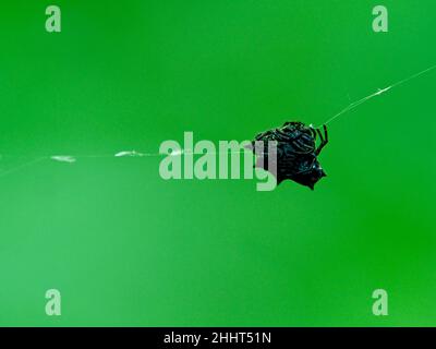 Gros plan d'une araignée Orbweaver (Gasteracantha cancriformis) à dos épineuse accrochée sur une toile sur fond vert à Vilcabamba, en Équateur. Banque D'Images