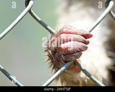 Gros plan d'une main de singe et de doigts accrochés à la cage dans le zoo démontrant la cruauté des animaux en captivité et les droits des animaux. Banque D'Images