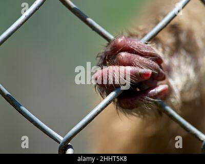 Gros plan d'une main de singe et de doigts accrochés à la cage dans le zoo démontrant la cruauté des animaux en captivité et les droits des animaux. Banque D'Images