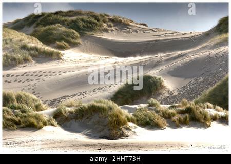 Dunes de la baies de somme à proximité du sentier d'accès à la mer de Saint Quentin en Tourmont et du parc du Marquenterre. Banque D'Images