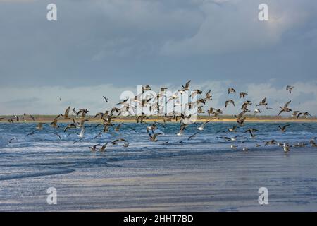 Baie de somme, bord de mer, mouettes et goéland Banque D'Images