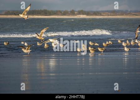 Baie de somme, bord de mer, mouettes et goéland Banque D'Images