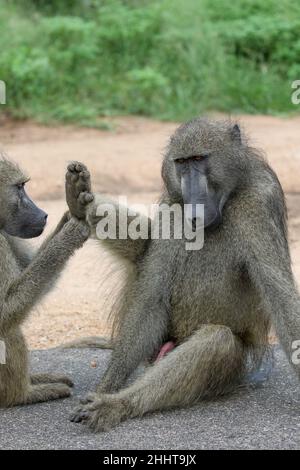 Chacma Baboon dans le parc national Kruger Banque D'Images