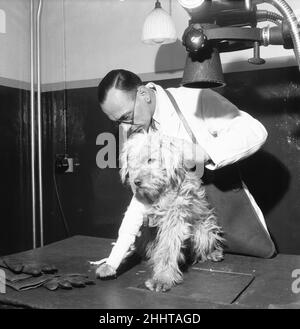 PDSA Hospital Ilford 19th mars 1954A un assistant vétérinaire prépare un chien avec une jambe cassée pour une radiographie au dispensaire du peuple pour les animaux malades Hospital, à llford (Essex). Banque D'Images