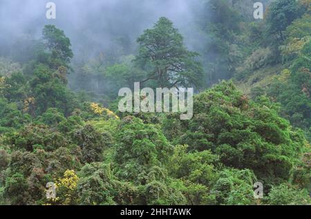 Arbres dans la vallée de Modi Kola région d'Annapurna, Népal Banque D'Images