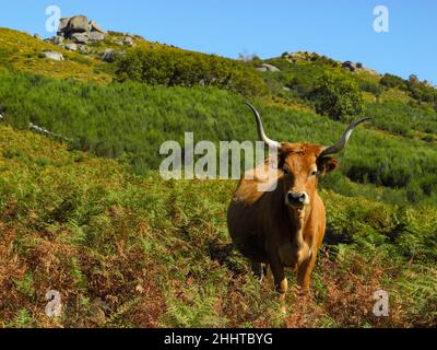 Vache de pâturage regardant vers caméra, Parc national de Peneda-Gerês, Portugal Banque D'Images