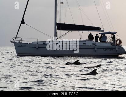 Expédition d'observation des baleines de Los Gigantes dans l'Atlantique près de la Gomera, Tenerife.Baleines pilotes repérées. Banque D'Images