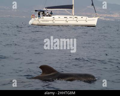 Expédition d'observation des baleines de Los Gigantes dans l'Atlantique près de la Gomera, Tenerife.Baleines pilotes repérées. Banque D'Images