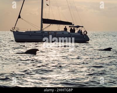 Expédition d'observation des baleines de Los Gigantes dans l'Atlantique près de la Gomera, Tenerife.Baleines pilotes repérées. Banque D'Images