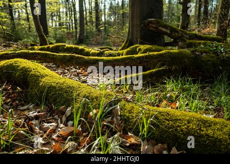 Gros plan d'une branche de bois mort recouverte de mousse sur le plancher de la forêt près d'Amelgatzen, Weserbergland, Basse-Saxe, Allemagne Banque D'Images