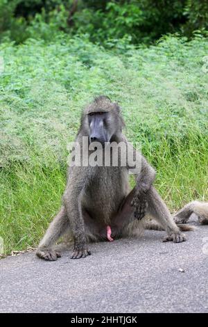 Chacma Baboon dans le parc national Kruger Banque D'Images