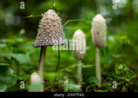 Gros plan de champignons blancs dans une forêt, probablement tirade (Coprinus comatus), entouré d'herbes vertes et d'autres plantes, Allemagne Banque D'Images