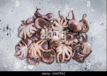Bouquet de jeunes poulpes crues sur table de cuisine.Arrière-plan gris.Vue de dessus Banque D'Images