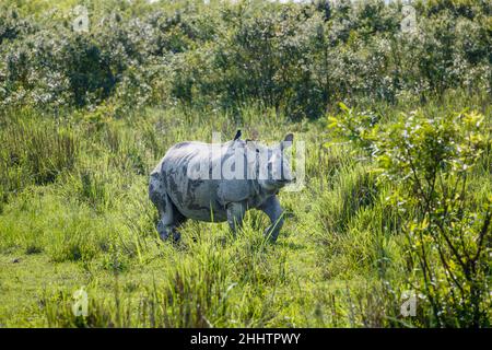 Les rhinocéros indiens (Rhinoceros unicornis) marchant dans le parc national de Kaziranga, Assam, dans le nord-est de l'Inde Banque D'Images