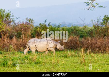 Vue latérale d'un rhinocéros indien adulte (Rhinoceros unicornis) marchant dans le parc national de Kaziranga, Assam, dans le nord-est de l'Inde Banque D'Images