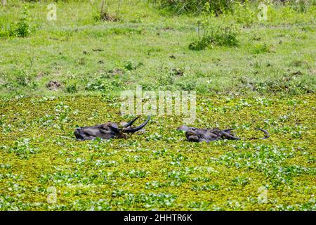 Têtes de buffle d'eau (Bubalus bubalis) partiellement submergées dans la jacinthe d'eau (Pontederia crassipes), parc national de Kaziranga, Assam, nord-est de l'Inde Banque D'Images