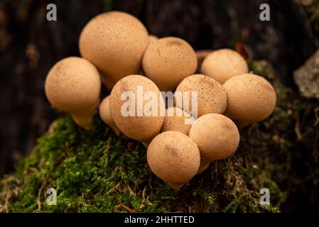 Grappe de champignons forestiers brillants en forme de boule, probablement de boulettes de poire (Apioperdon pyriforme), sur un tronc d'arbre recouvert de mousse, Weser Uplands Allemagne Banque D'Images