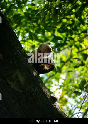 Le Capuchin panaméen à tête blanche (imitateur Cebus), également connu sous le nom de Capuchin panaméen ou d'Amérique centrale à tête blanche, est manger une pièce de coco Banque D'Images