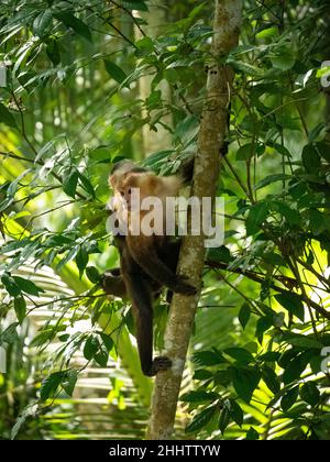 Le Capuchin panaméen à tête blanche (imitateur Cebus), également connu sous le nom de Capuchin panaméen ou d'Amérique centrale à tête blanche, est suspendu de la branche Banque D'Images