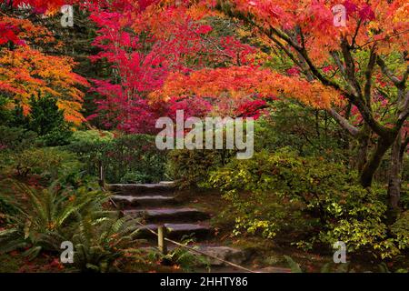 Chemin en pierre entouré de couleurs d'automne luxuriantes et vibrantes au jardin japonais de Seattle Banque D'Images