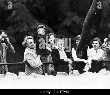 Enfants regardant les éléphants au zoo de Londres.21st septembre 1953. Banque D'Images