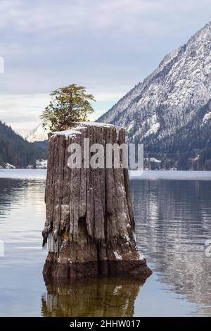 Un petit arbre pousse contre la chance de fixer des racines seules au milieu d'un lac de montagne Banque D'Images