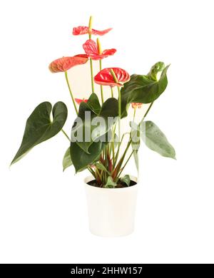 Fleur d'anthurium rouge dans un pot en plastique blanc isolé sur fond blanc.Gros plan. Banque D'Images