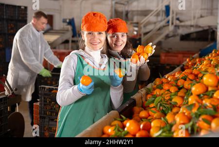 Les travailleurs positifs trient les mandarines sur la ligne de tri de production à l'entrepôt de fruits Banque D'Images