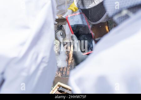 Un apiculteur méconnaissable prend des photos avec son téléphone cellulaire pendant la collecte du miel des abeilles dans un nid d'abeille tandis qu'un autre utilise la fumée avec le Banque D'Images