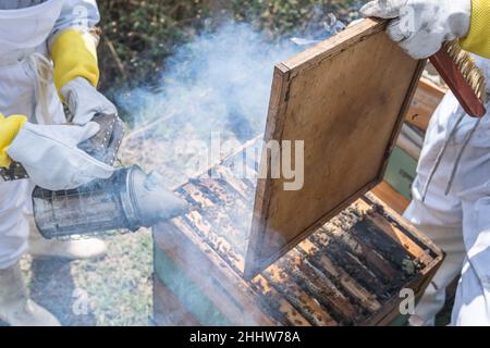 Gros plan d'un fumeur utilisant de la fumée pour tranquiliser les abeilles d'un nid d'abeille ou d'une ruche pendant la récolte du miel Banque D'Images