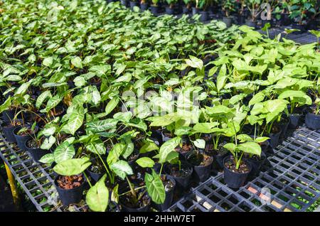 Feuilles colorées en pot plantes ornementales dans le jardin divers genres queen des plantes foliaires, feuilles tachetées Aglaonema plante de rempotage, Caladium bicol Banque D'Images