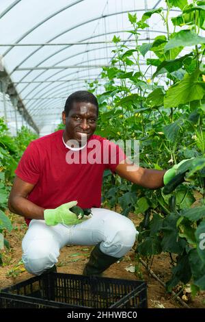 Souriant fermier afro-américain récolte des concombres Banque D'Images