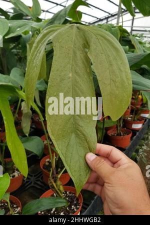 Belle feuille verte de Philodendron Tripartitum , une maison populaire Banque D'Images