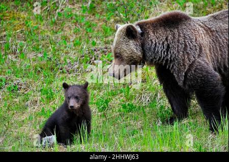 Une mère de grizzlis sauvage avec un jeune cub (Ursus arctos); alimentation dans la nouvelle végétation dans les régions rurales du Canada de l'Alberta. Banque D'Images