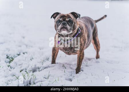 PUG et Boston Terrier mix appelé un BUG, jouant dans la neige fraîche Banque D'Images