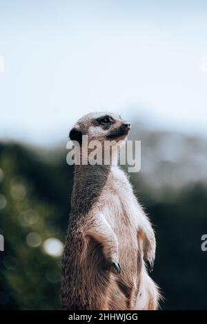 Meerkat sur Lookout Banque D'Images