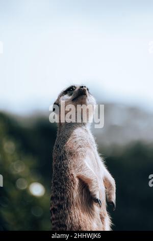 Meerkat sur Lookout Banque D'Images