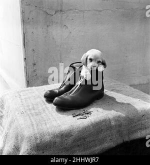 Animaux à Homefield Kennels à Widford, Chelmsford, Essex.Le petit chiot de l'épagneul le trouve chaud et confortable dans la chaussette, attendant que son maître rentre à la maison.Il est le plus petit d'une portée et attend d'être adopté.22nd avril 1954. Banque D'Images